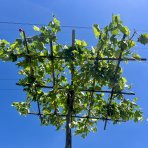 Platan javorolistý (Platanus acerifolia)  výška 260-280 cm, obvod kmeňa 10/12 cm, kont. C45L - STRECHA